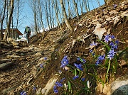 09 Scilla silvestre (Scilla bifolia)